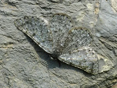 Sciadia operaria