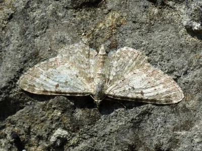 Eupithecia impurata