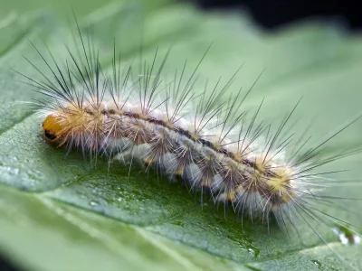 Spilarctia (Spilarctia) lutea