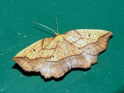 Epione repandaria