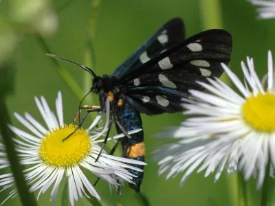 Amata (Syntomis) phegea