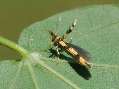 Stathmopoda pedella