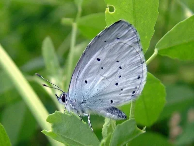 Celastrina (Celastrina) argiolus