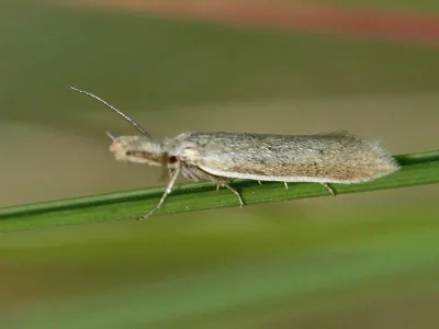Pleurota (Pleurota) bicostella