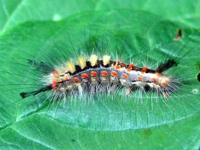 Orgyia (Orgyia) antiqua