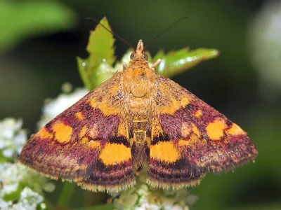 Pyrausta aurata