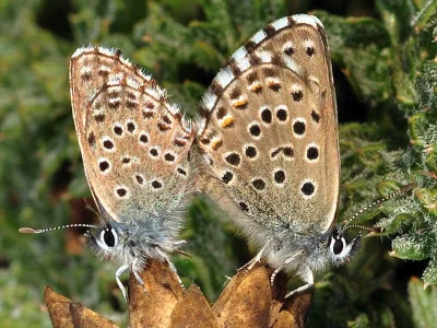 Pseudophilotes panoptes