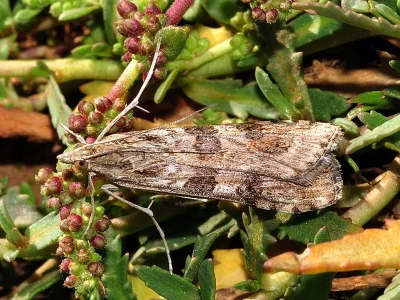 Nomophila noctuella