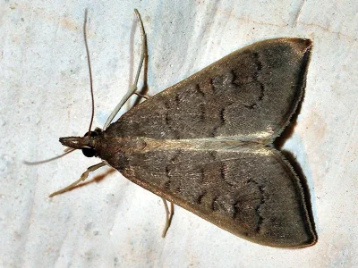 Mecyna asinalis