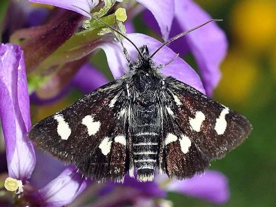 Eurrhypis guttulalis