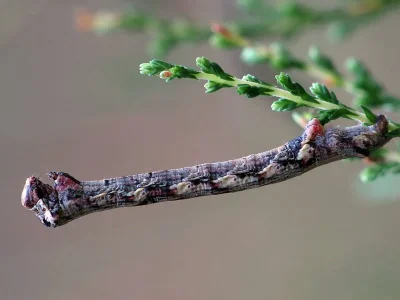 Ectropis crepuscularia