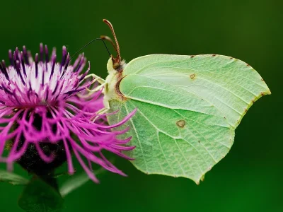 Gonepteryx rhamni