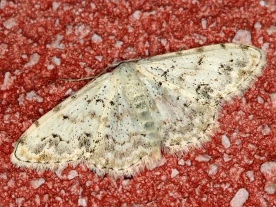 Scopula (Scopula) vigilata