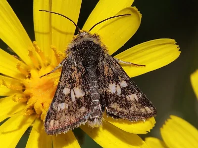 Schinia cardui