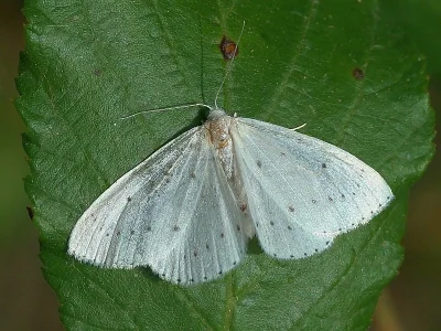 Orthostixis cribraria