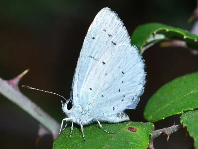 Celastrina (Celastrina) argiolus