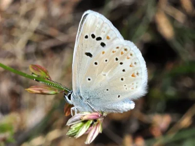 Polyommatus (Plebicula) nivescens