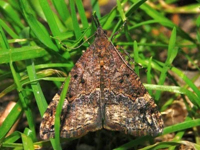 Hypena (Hypena) obsitalis