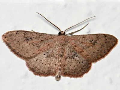 Scopula (Calothysanis) guancharia