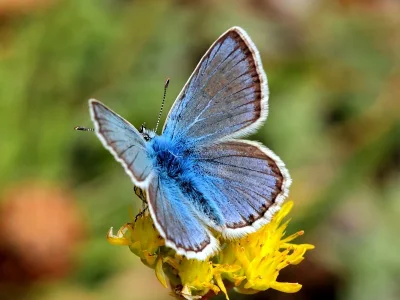 Polyommatus (Polyommatus) eros