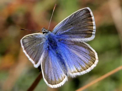 Polyommatus (Agrodiaetus) damon