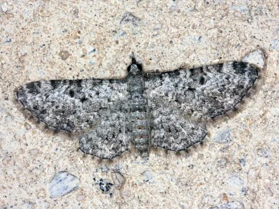 Eupithecia impurata