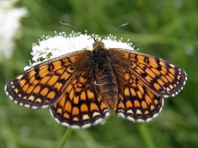 Melitaea (Mellicta) parthenoides
