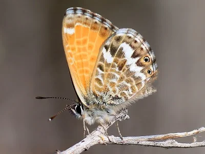 Leptotes (Cyclyrius) webbianus