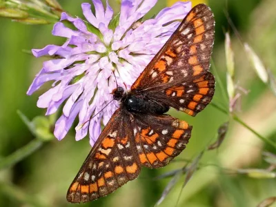 Euphydryas (Hypodryas) maturna