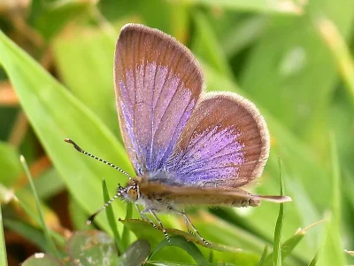 Zizeeria knysna