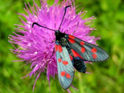 Zygaena (Zygaena) filipendulae