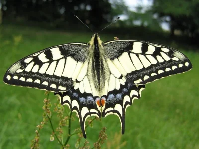 Papilio (Papilio) machaon