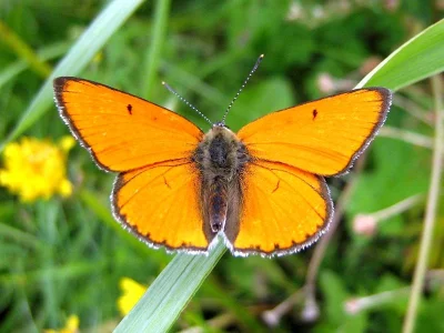 Lycaena (Thersamolycaena) dispar