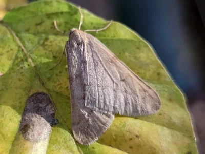 Alsophila aceraria