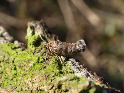 Alsophila aceraria