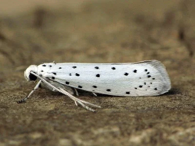 Yponomeuta malinellus