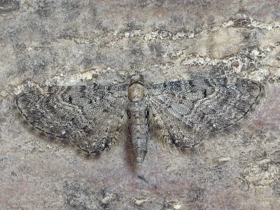Eupithecia subfuscata