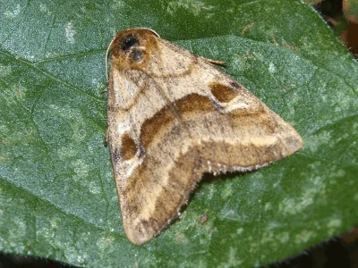 Synthymia fixa
