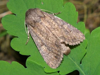 Luperina testacea