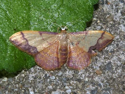 Idaea ostrinaria