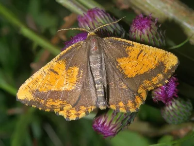 Angerona prunaria