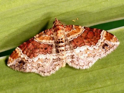 Xanthorhoe spadicearia
