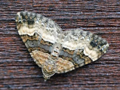 Xanthorhoe biriviata