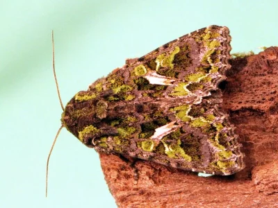 Trachea atriplicis