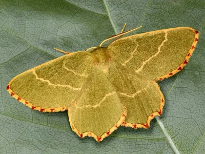 Thalera fimbrialis