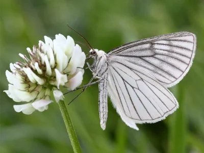 Siona lineata