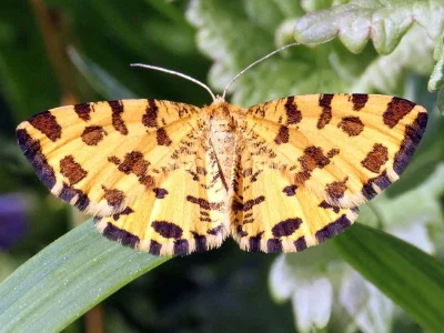 Pseudopanthera macularia