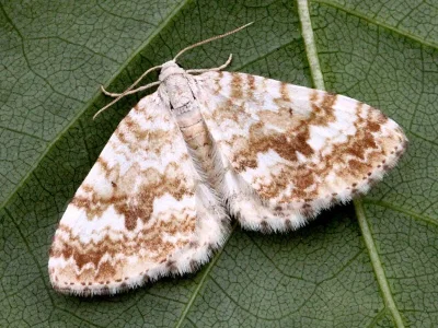 Perizoma flavofasciata