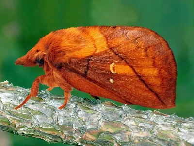 Euthrix potatoria