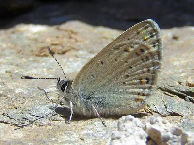 Kretania psylorita